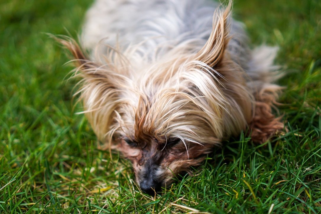 Jenny im Gras liegend, persönliches Foto im Abschnitt zur eigenen Erfahrung mit älteren Hunden.